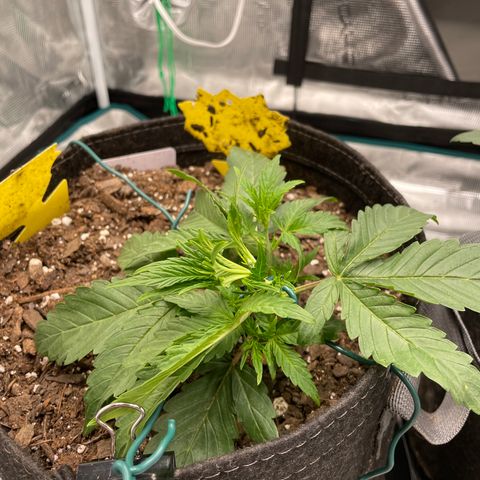 Double Grape growlog photo: Lst round 2 10:24pm