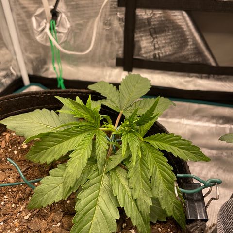 Double Grape growlog photo: Lst round 2 10:24pm