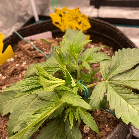 Double Grape growlog photo: Lst round 2 10:24pm