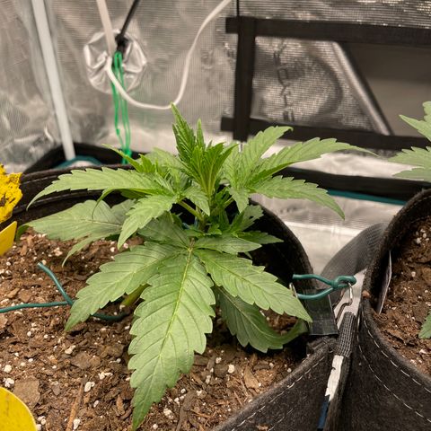 Double Grape growlog timeline photo