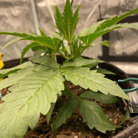 Double Grape growlog timeline photo