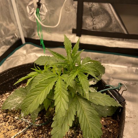 Double Grape growlog timeline photo