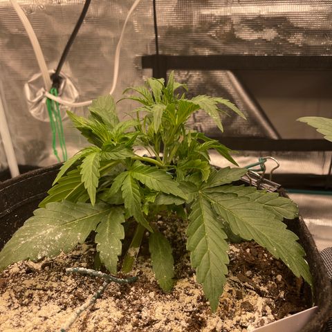 Double Grape growlog timeline photo
