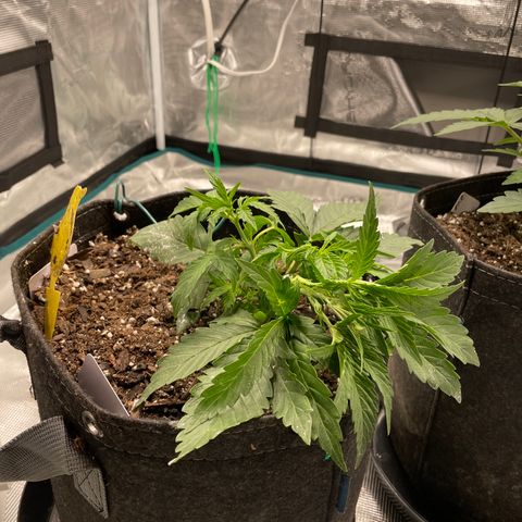 Double Grape growlog photo: LST!