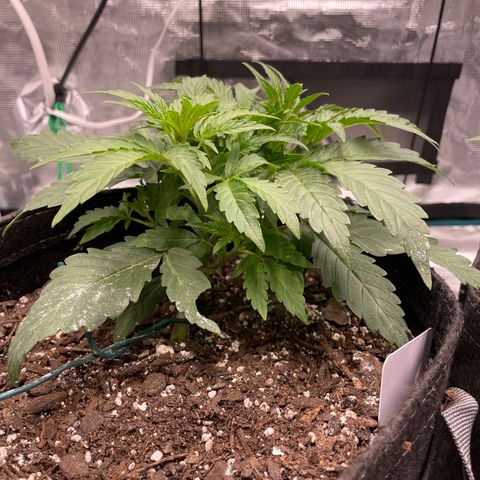 Double Grape growlog timeline photo