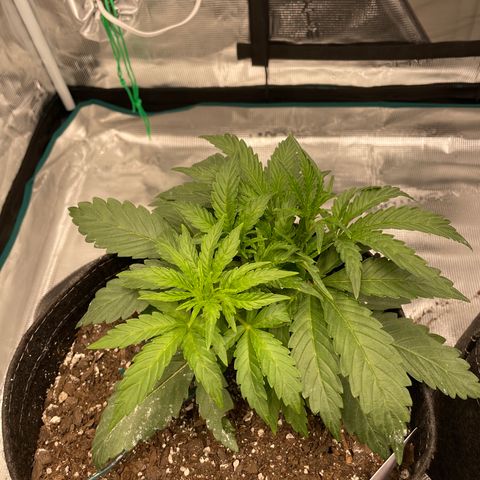 Double Grape growlog timeline photo
