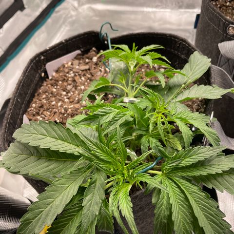 Double Grape growlog photo: Just redid LST. Not sure if doing too much or not?