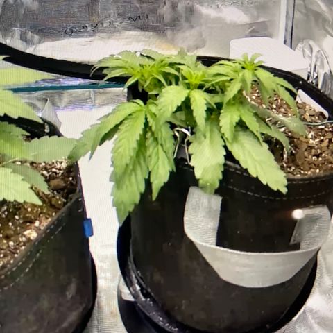 Double Grape growlog photo: Forgot to take photo so here is screenshot