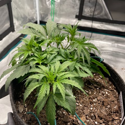 Double Grape growlog photo: Updating lst just about every day