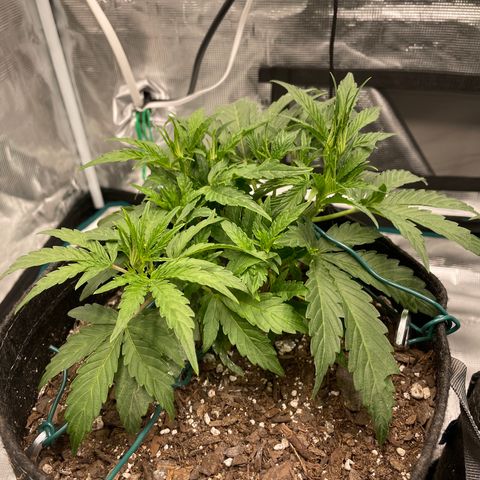 Double Grape growlog timeline photo