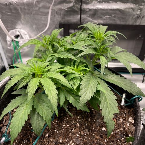 Double Grape growlog photo: Right after feeding first nutes 1/4 strength exact amts listed