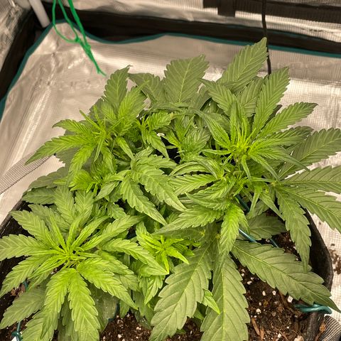 Double Grape growlog timeline photo