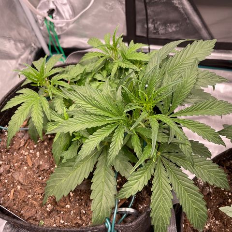 Double Grape growlog timeline photo