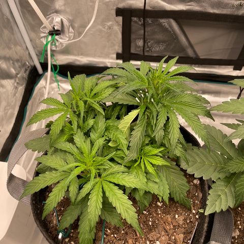 Double Grape growlog timeline photo