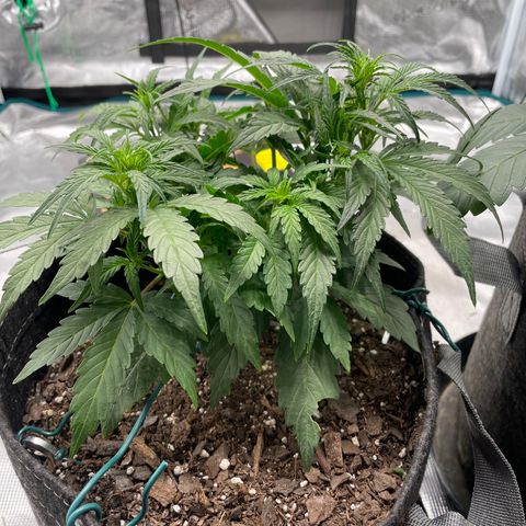 Double Grape growlog timeline photo