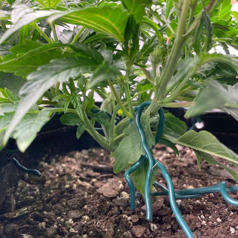 Double Grape growlog timeline photo