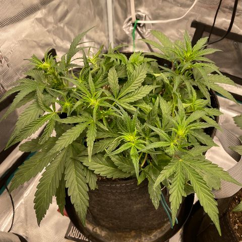 Double Grape growlog timeline photo