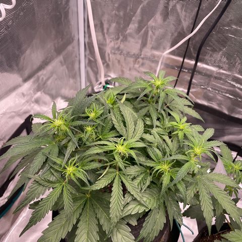 Double Grape growlog timeline photo