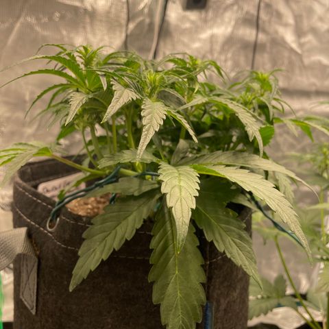 Double Grape growlog timeline photo