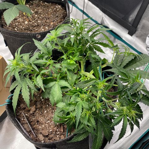 Double Grape growlog photo: After next LST