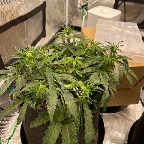 Double Grape growlog timeline photo