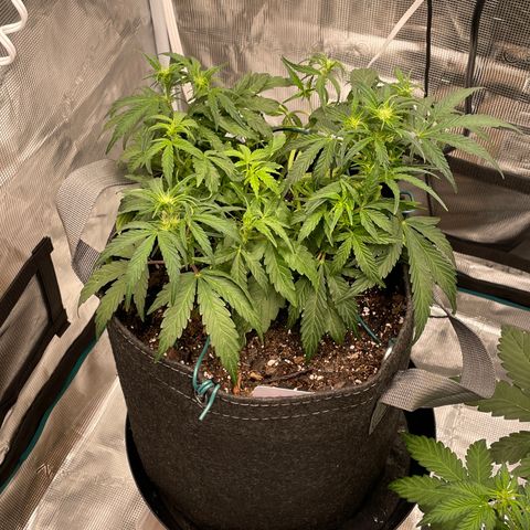 Double Grape growlog photo: Directly after watering