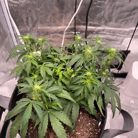 Double Grape growlog timeline photo