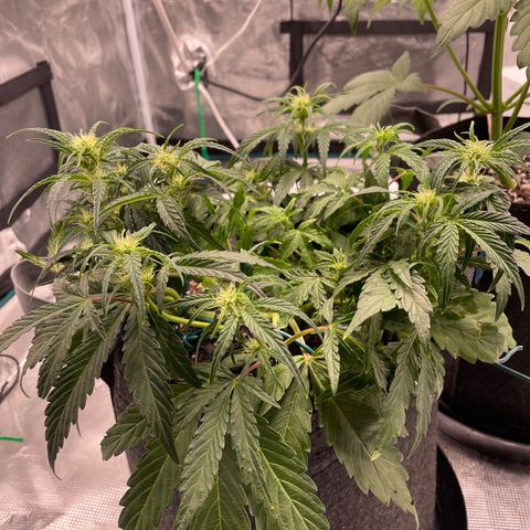 Double Grape growlog photo: See fog dog notes, just watered a ton think they were under watered
