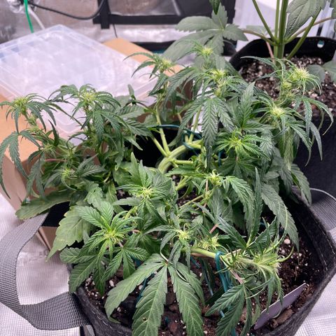 Double Grape growlog photo: Did a little (maybe last?) day of LST… did also a bit of light defoliation of the real small bottom garbage stuff