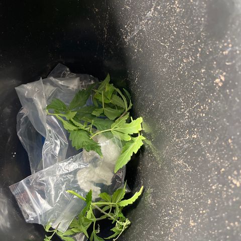 Double Grape growlog timeline photo
