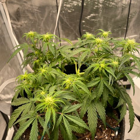 Double Grape growlog timeline photo