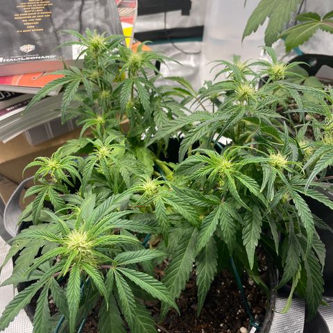 Double Grape growlog timeline photo