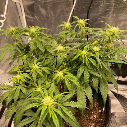 Double Grape growlog timeline photo