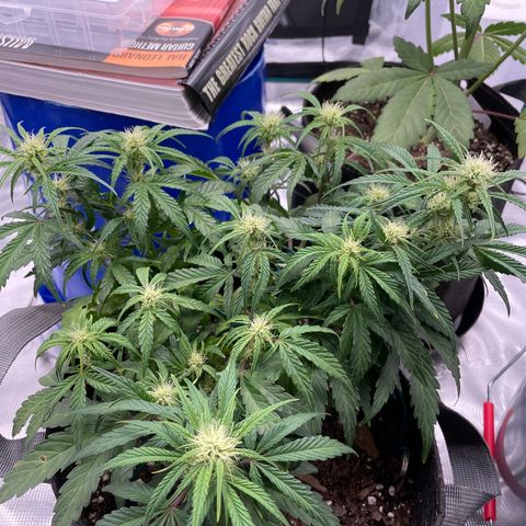 Double Grape growlog timeline photo