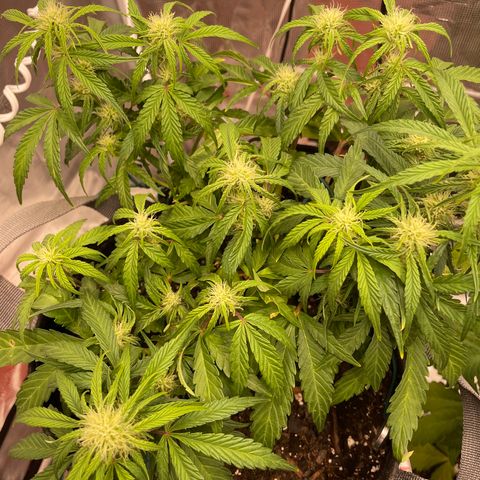 Double Grape growlog timeline photo