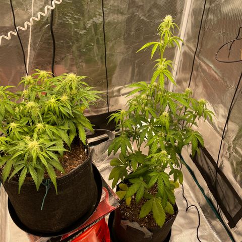 Double Grape growlog timeline photo