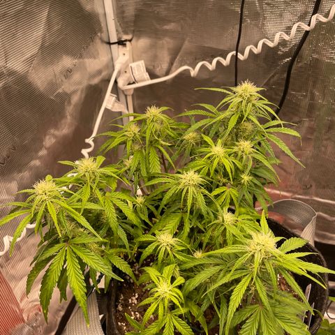Double Grape growlog timeline photo