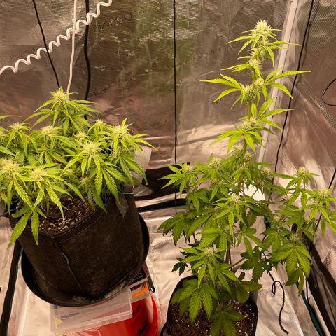Double Grape growlog timeline photo