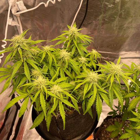 Double Grape growlog timeline photo