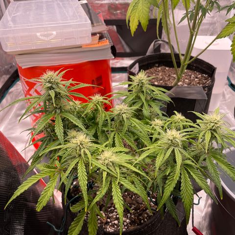 Double Grape growlog photo: Small bit of a haircut