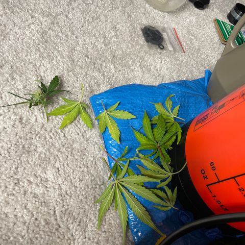 Double Grape growlog photo: Small bit of a haircut