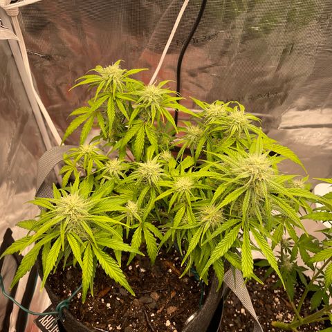 Double Grape growlog timeline photo