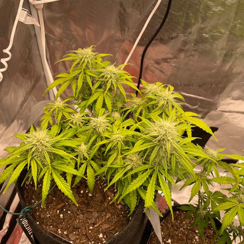 Double Grape growlog timeline photo
