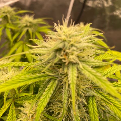 Double Grape growlog photo: Starting to get frosty