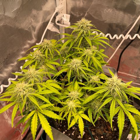 Double Grape growlog timeline photo