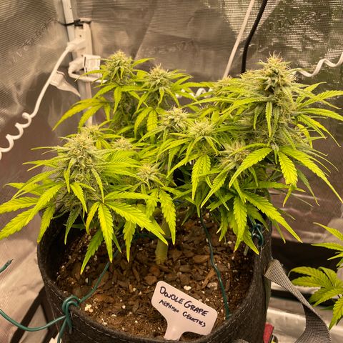 Double Grape growlog timeline photo