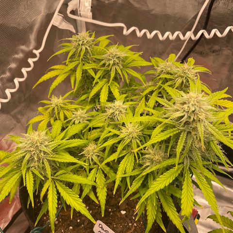 Double Grape growlog timeline photo