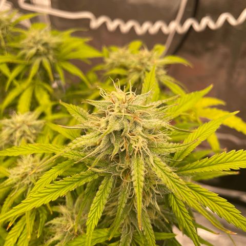 Double Grape growlog timeline photo