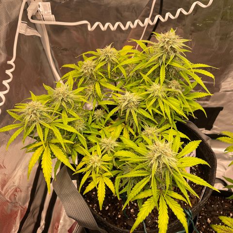 Double Grape growlog timeline photo