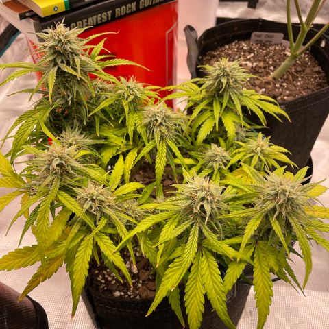 Double Grape growlog timeline photo